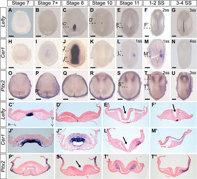 Morphological changes and two Nodal paralogs drive left-right asymmetry in the squamate veiled chameleon (C. calyptratus)